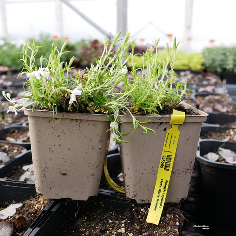 Płomyk szydlasty Floks White Delight (P9)