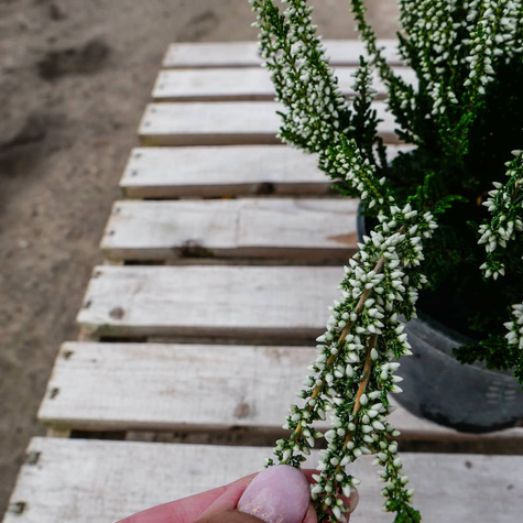 Wrzos pospolity biały pączkowy