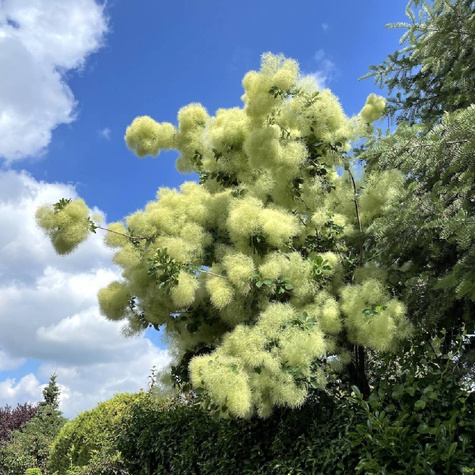 Perukowiec podolski Kanari (C2)