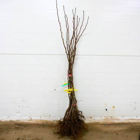 Grusza Lukasówka odporna PLANT PACK