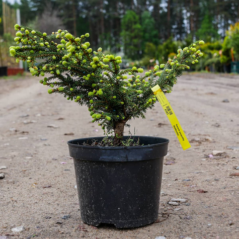 Świerk pospolity Nidiformis gniazdkowy (C2)