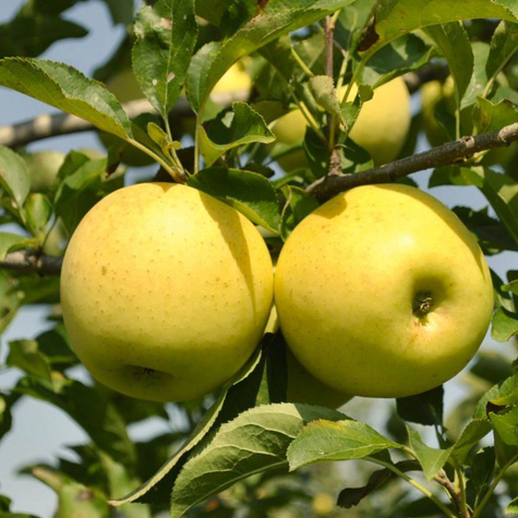 Duo Jabłoń Golden Delicious+Szara Reneta Plant Pack