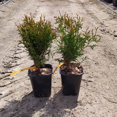 Thuja Żywotnik zachodni White Giant