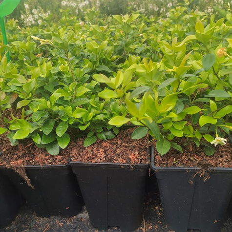 Jaśmin gwiazdkowy Star of Tosacane (C2)