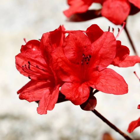 Azalia japońska Maruschka czerwona (C2)