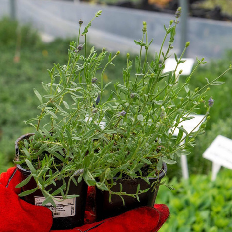 Lawenda wąskolistna lekarska Edelweiss (C2)