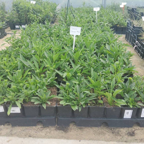 Jeżówka Harvest Moon Soczyste Mango (C2)