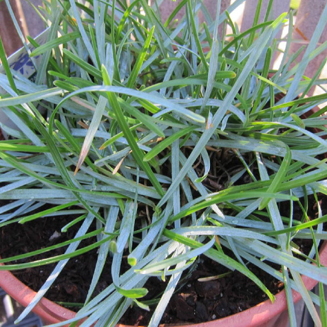 Sesleria Heuflera o czarnych kłosach (C2)