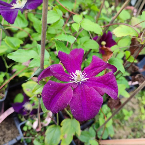 Powojnik wielkokwiatowy Warszawska Nike