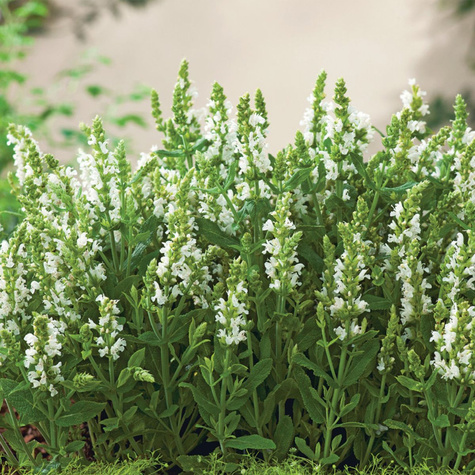 Szałwia omszona Synchro White (C2)