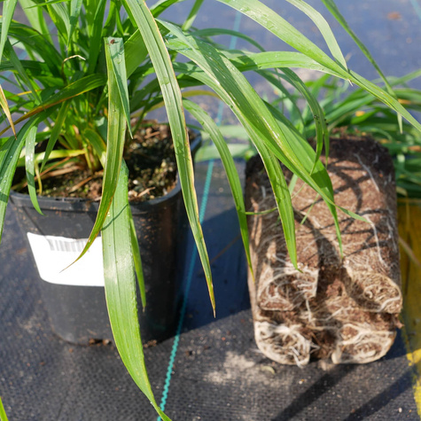 Jeżotka rozpierzchła