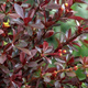 Berberys Thunberga Red Chief (C2)