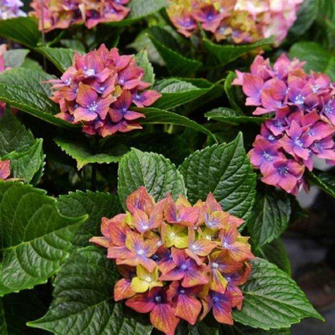 Hortensja ogrodowa 'Schloss Wackerbarth'