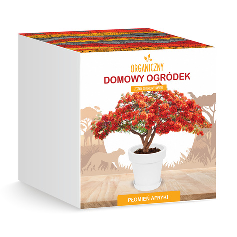 Zestaw do uprawy Płonące drzewo Płomień Afryki