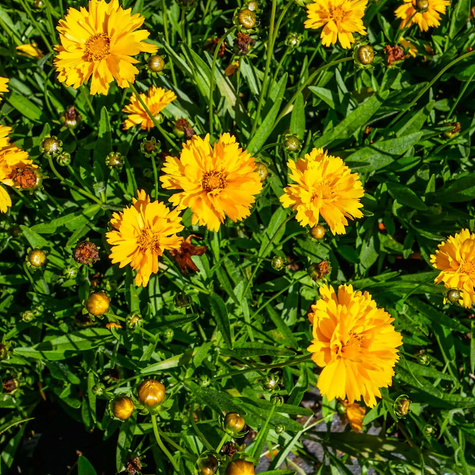 Nachyłek wielkokwiatowy Early Sunrise (C2)