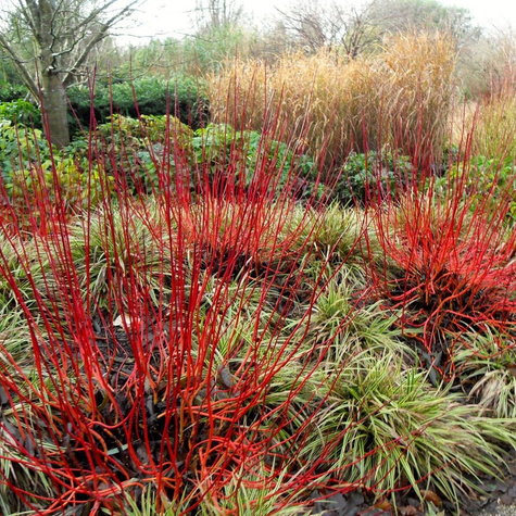 Dereń biały 'Red Gnome' (C2)