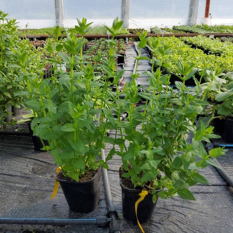 Diascia Ruby Field (C2)