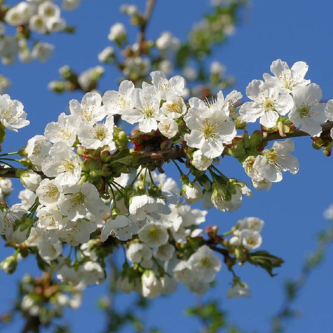 Czereśnia karłowa karłowe Sam Plant Pack (GISELA5)