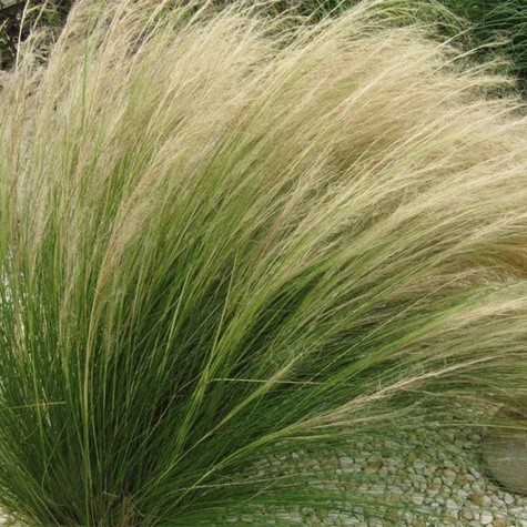 Ostnica Cieniutka (C2)