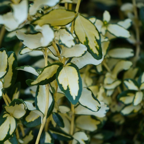 Trzmielina Fortune'a Interbolwi (C2)