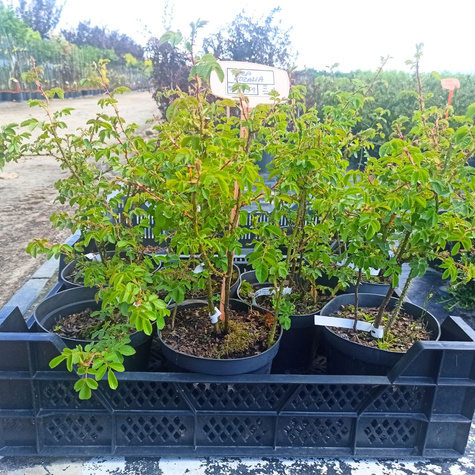 Róża Rdzawa Róża Szkocka Jabłkowy Zapach