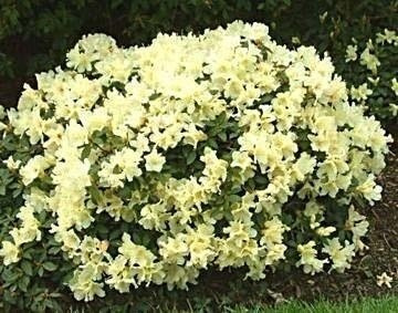 Rododendron karłowy drobnokwiatowy 'Patty Bee'