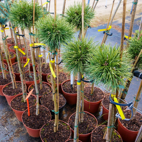 Sosna hakowata Titus szczepiona na pniu Pa60cm