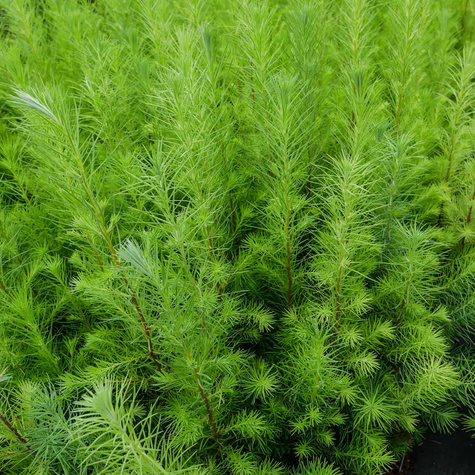 Modrzew europejski P9