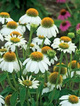Rudbekia purpurowa (Jeżówka) trwała biała 0,5g