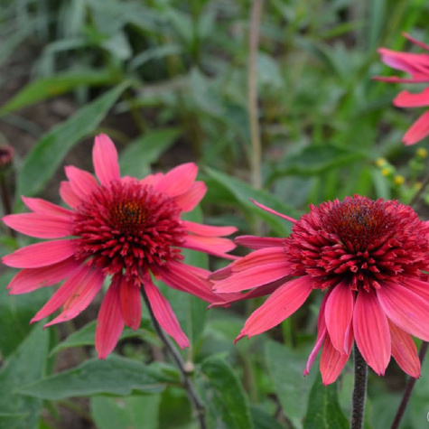 Jeżówka purpurowa Papallo Semi Double Cherry (C2)