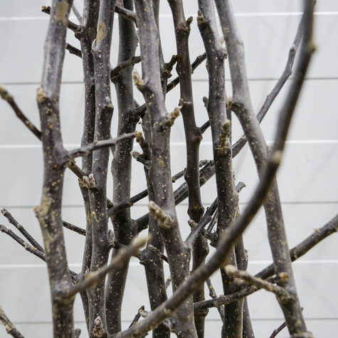 Jabłoń Kings Root Plant Pack