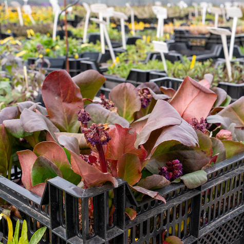 Bergenia sercowata Eroica (C2)