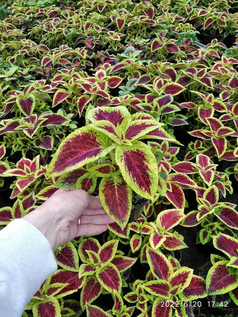 Koleus Coleus Pokrzywka czerwono-zielona
