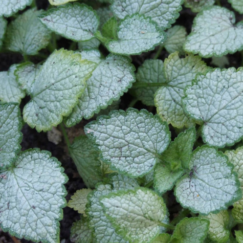 Jasnota plamista Beacon Silver (C2)