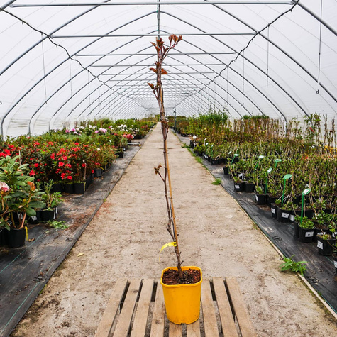 Winobluszcz pięciolistkowy Yellow Wall (C2)