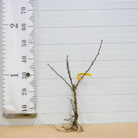 Agrest czerwony Kamieniar Plant Pack