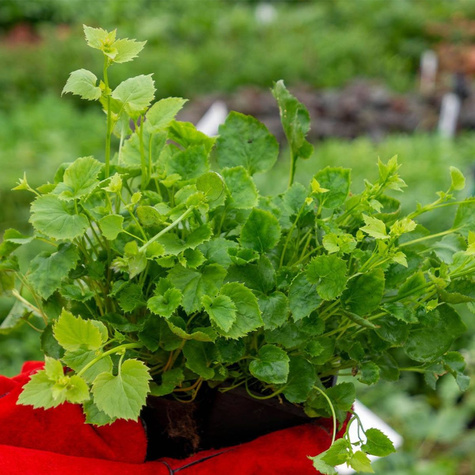 Dzwonek Poszarskiego Blauranke (C2)