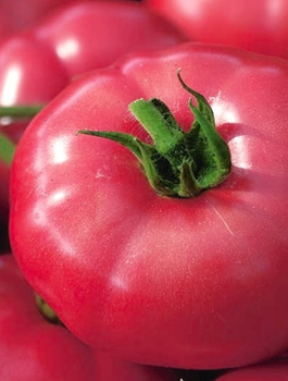 Pomidor gruntowy wysoki - typ malinowy Malinowy Ożarowski 0,5g