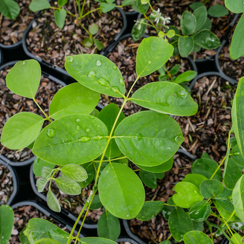 Makia amurska Maackia amurensis