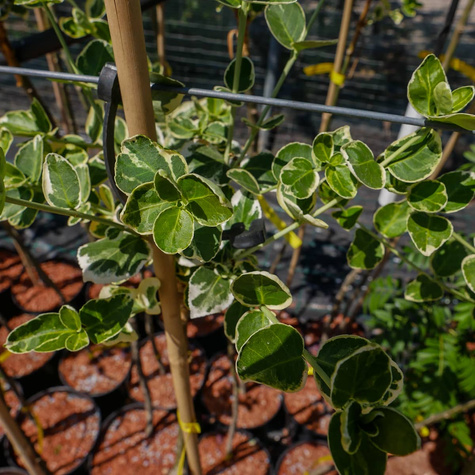 Trzmielina Fortune'a Emerald Gaiety na pniu (C2)