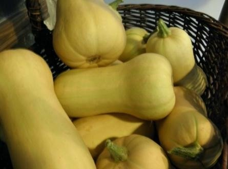 Dynia piżmowa Butternut 2g