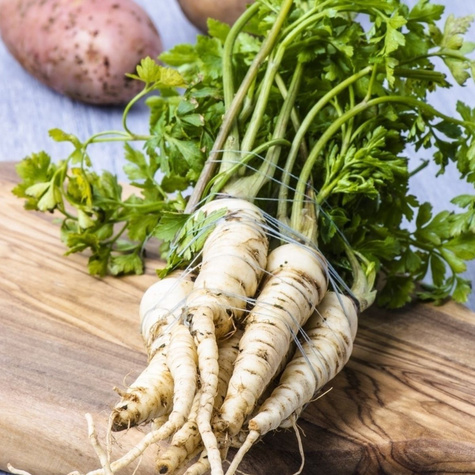 Pietruszka korzeniowa Halblange Berlińska późna 5g