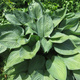 Funkia Hosta Fortune'a Hyacinthina