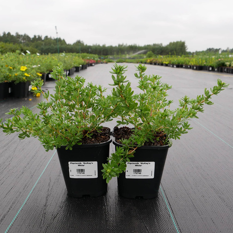 Pięciornik krzewiasty 'McKay's White' (C1.7)