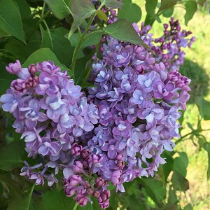 Lilak hiacyntowy Mirabeau (C2)