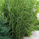 Miscanthus sinenesis Miskant chiński 'Giraffe'