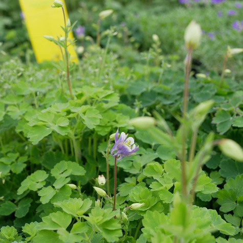 Orlik Dragonfly Hybrids (C2)