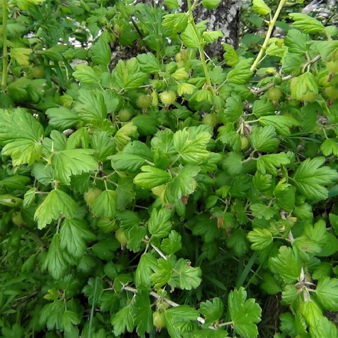 Agrest biały Hinnonmaki Gron (C2)