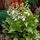 Funkia Hosta Royal Standard (C2)