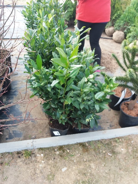 Laurowiśnia wschodnia